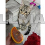 Паровая щетка массажер спрей 3 в 1 Pet Brush для вычесывания собак и кошек зеленая